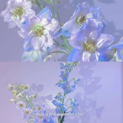 大发彩票app手机app下载